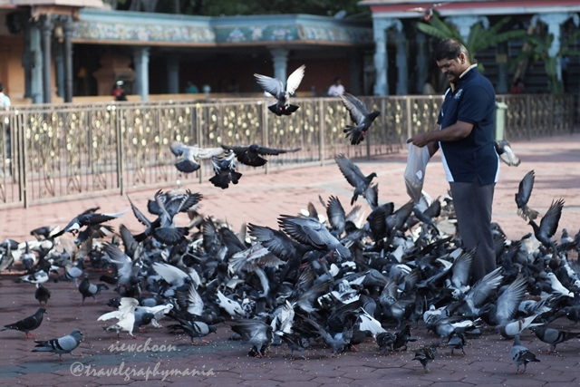 因为信徒会喂养鸽子，所以这里有许多鸽子。 Devotees feeding the pigeons