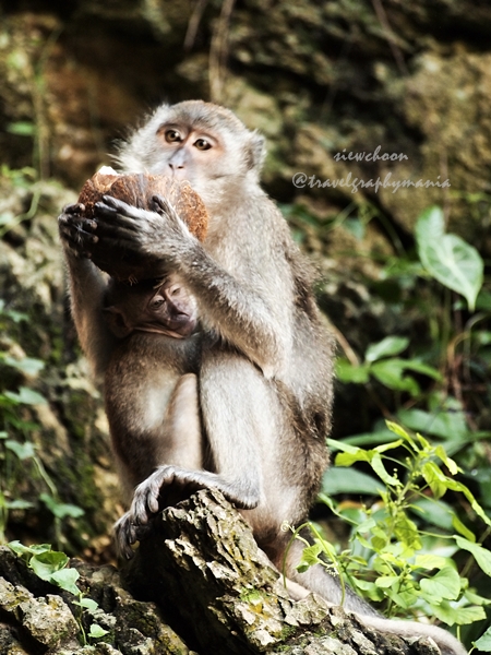 母猴带着小猴咬椰子 The monkey mom brings along its baby to eat coconut 