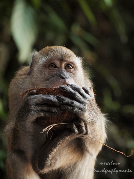 爬上黑风洞的阶梯会遇到许多猴子 There is a lot of monkeys nearby the staircases at Batu Caves